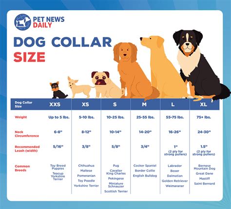 Dog Collar Size Chart: How to Measure - Pet News Daily