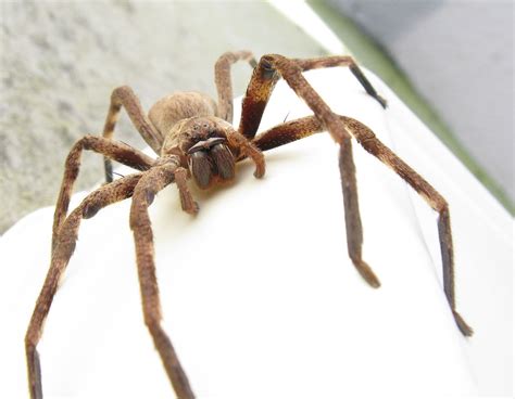 Huntsman spider - Wikipedia