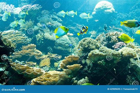 Tropical Fish In Its Habitat Stock Image - Image of live, exotic: 42909695