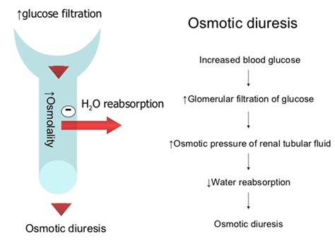 Diuresis - Definition and Examples - Biology Online Dictionary