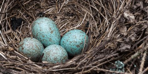 Blue Jay Eggs: Everything You Need to Know - Birdwatching Buzz