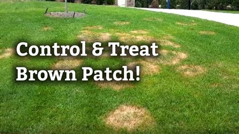 How to Control and Treat Brown Patch l Expert Lawn Care Tips - YouTube