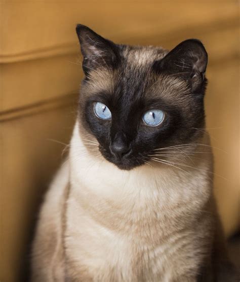 Check Out the Distinct Personality of the Snowshoe Siamese Cat