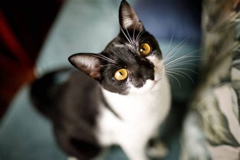 The Meaning of Cat Eyes, Explained: How To Read A Cat’s Eyes