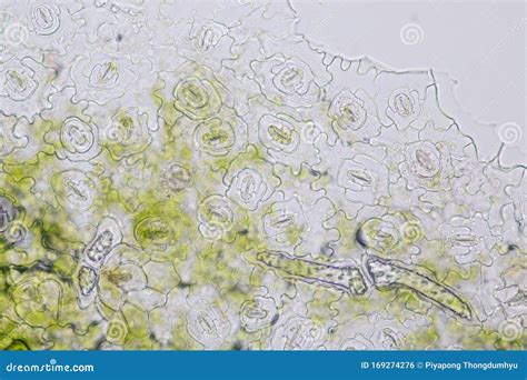 Leaf Epidermis Stomata Under Microscope. Stock Photo - Image of biology, chloroplast: 169274276