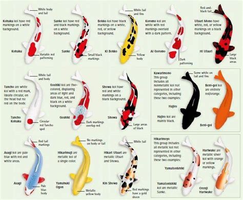 types of koi infographic chart guide #koi #koitattoo #koifishponds | Koi fish tattoo, Koi fish ...