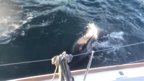 Have rogue orcas really been attacking boats in the Atlantic?