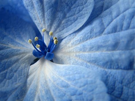 Blue Flower Wallpapers | HD Wallpapers | ID #5745