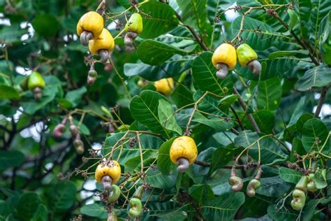 Cashew Nut Fruit Tree