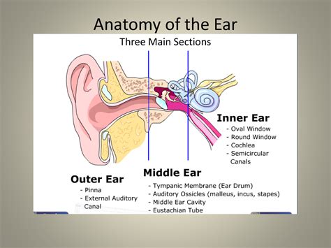 Labeled Ear Diagram