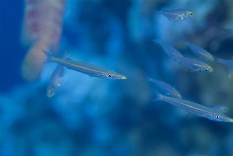 Barracuda: Habitat, Behavior, and Diet