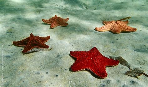 Starfish Identification Guide | Snorkeling Report