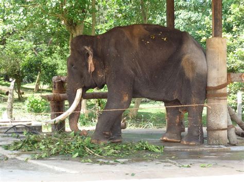 Elephant Orphanage In Sri Lanka Isn’t Actually A Sanctuary At All - The ...