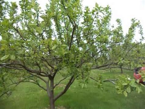 pruning plum trees ireland - Hortencia Contreras