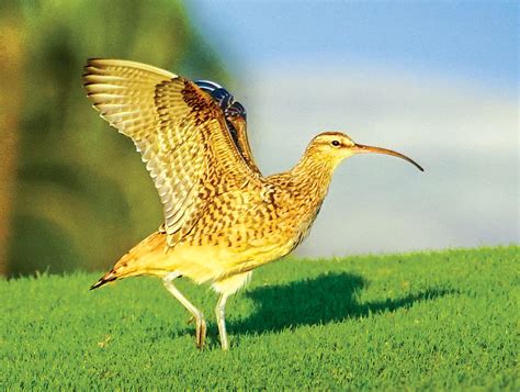 Hawai‘i's Endangered Birds