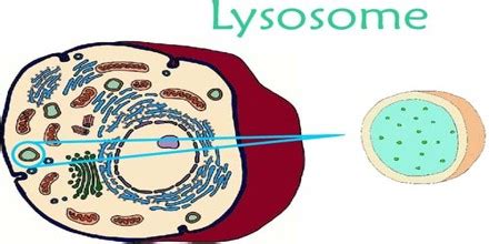 About Lysosome - Assignment Point