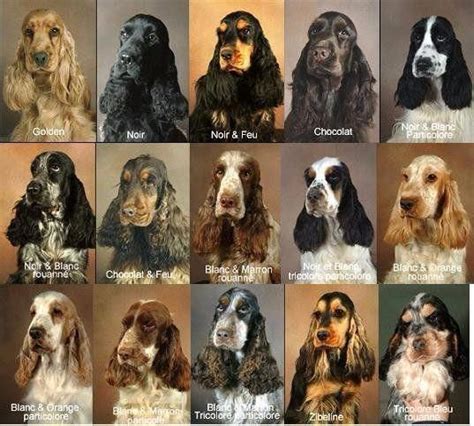 American vs english cocker spaniel differences – Artofit