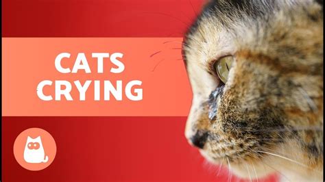 Why Does My CAT Keep CRYING? 😿💦 (6 Main Causes) – Pet News Live