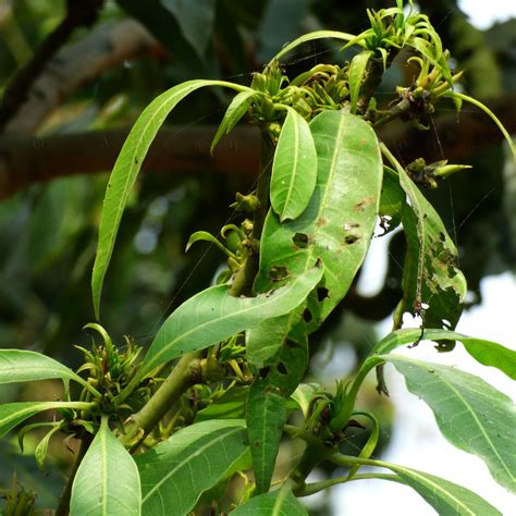 diseases of mango ~ Plant diseases identification