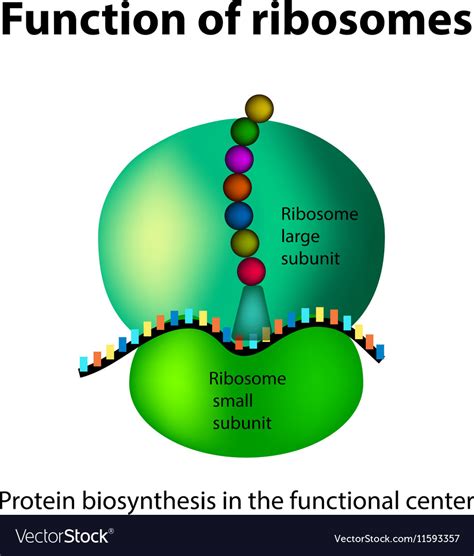 Ribosome Labelled Diagram