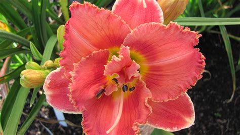 Ellies Daylilies – A Perfect Choice