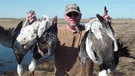 Goose Hunting for Geese | Goose Hunting Saskatchewan