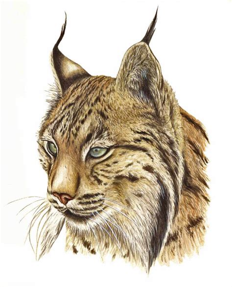 Lynx - Drawing Skill