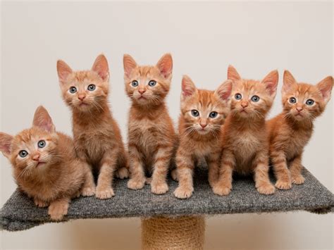 Imagenes de gatitos lindos - Imagui