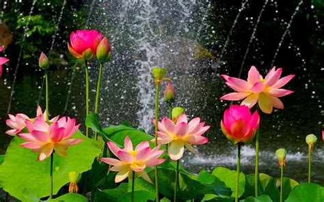 Red Lotus Flower Wallpapers - Wallpaper Cave