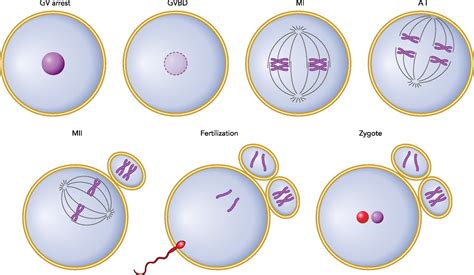 Oocyte Meiosis