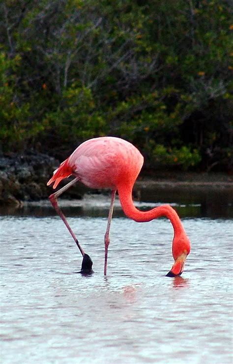 Flamingo feeding - Flamingo Facts For Kids - Animals Time