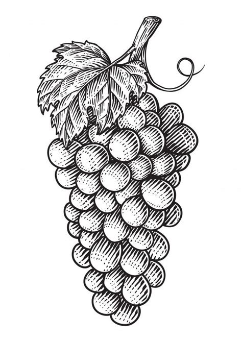 Premium Vector | Grapes with leaves | Scratchboard illustration ...