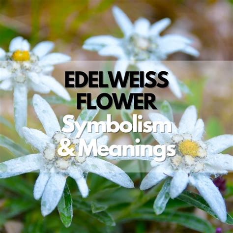 Edelweiss Flower: Symbolism, Meanings, and History - Symbol Genie