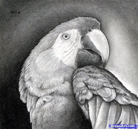 How to Draw a Realistic Parrot, Scarlet Macaw, Step by Step, Birds, Animals, FREE Online Drawing ...