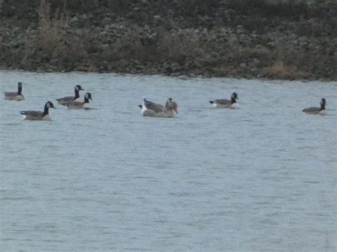 What is this goose with a flock of Canada Geese? SW MI : r/whatsthisbird