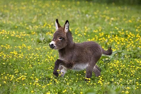 20 Cute & Cuddly Baby Donkeys