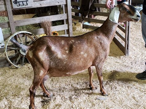 Nubian Goats | Wild Acres