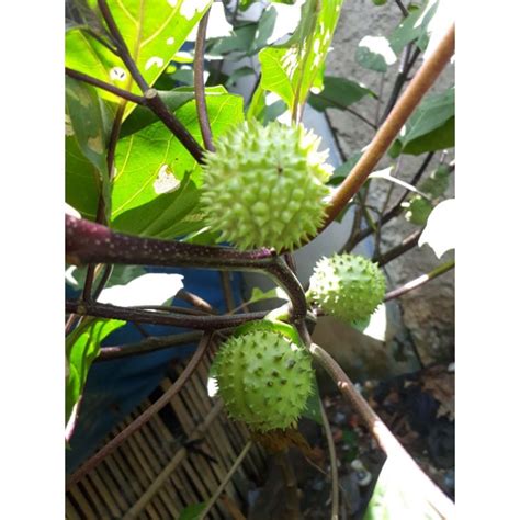 Jual buah kecubung segar/kering 1 buah isi 100 biji Indonesia|Shopee Indonesia