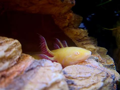 Axolotl Tank Mates: What Is Really Safe? - PetHelpful