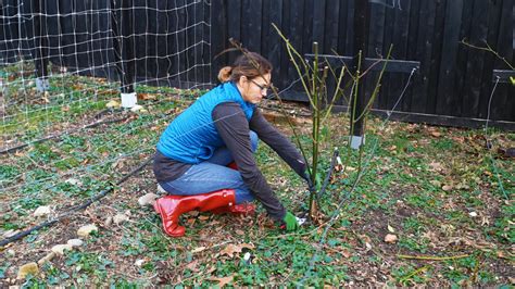 Pruning Blackberries: Spring, Summer, Fall & Winter