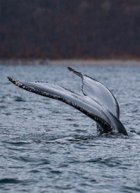 The Full Guide to Swimming with Orcas in Norway | This World Traveled