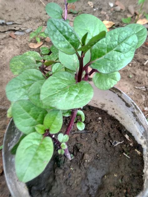 The Binahong Plant Has Wide Green Leaves Stock Photo - Image of wildflower, vegetable: 294063826