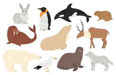 48+ Thousand Cartoon Arctic Animals Royalty-Free Images, Stock Photos ...