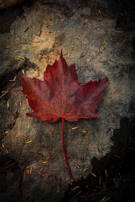 Maple Leaf Art Photography