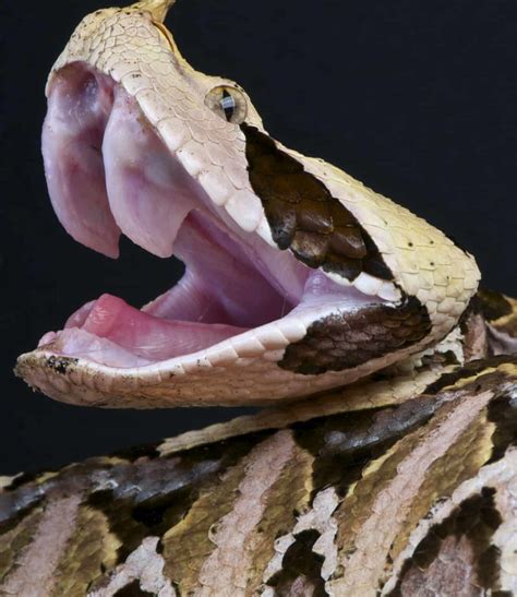 Gaboon Viper Fangs: Why They're the Biggest Snake Fangs in the World - A-Z Animals