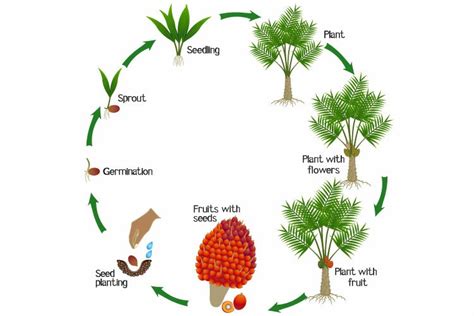 A growth cycle of oil palm tree on a white background.