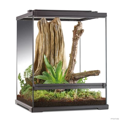 Tree Frog Terrarium - Frogs & Co