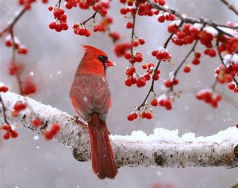 6 Proven Ways to Attract Cardinals - Birds and Blooms