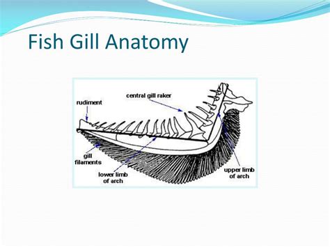 Fish Gill Labelled Diagram