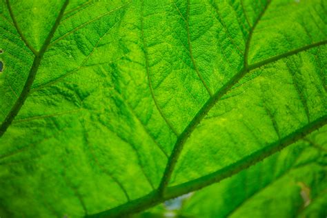 Leaf Texture Free Stock Photo - Public Domain Pictures